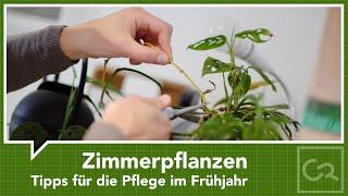 Zimmerpflanzen richtig pflegen - Tipps für die Pflege im Frühjahr