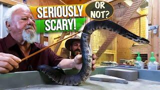 Free Handling a COTTONMOUTH! (Serious debate)