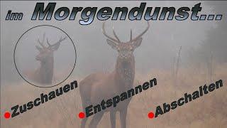 Zuschauen / Entspannen / Abschalten - Kamera Pirsch auf den Hirsch im Morgendunst...