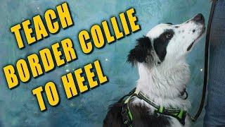 Teaching Border Collie to Heel