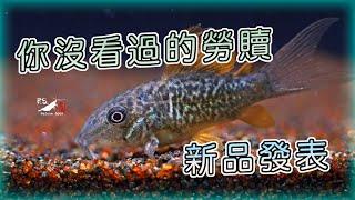 【水寵系列EP9】新品發表！超華麗鼠魚居然是他?!｜變身鼠魚｜Brochis