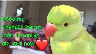 The day I brought my baby Ringneck parrot home until now.