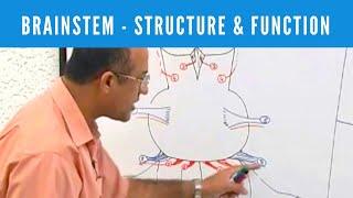 Brainstem | Structure and Function | Neuroanatomy