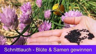 Schnittlauch: Blüte und Samen gewinnen