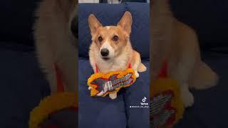 I’m a Rockstar #rockstar #rockstardance #boomer #corgi #dog