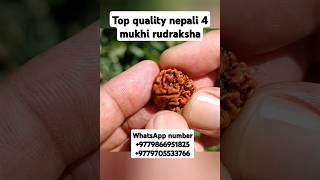 top quality nepali 4 mukhi rudraksha collector piece #youtubeshorts #shorts #rudraksha