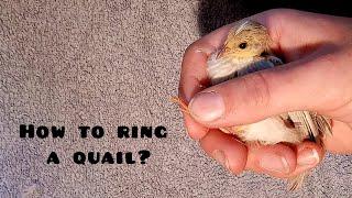 How to ring a quail? | Nena's birds