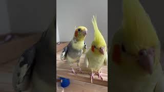 Calopsita macho seduzindo a fêmea! #shorts #parrot #cockatiel