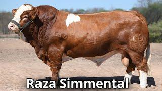 Raza de ganado Simmental. La segunda raza mas popular en el mundo.