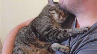 Nothing is more comforting than a cat  cuddling and purring - Cute Cat Sleep With Owner