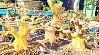 BAHAN BONSAI KIMENG ‼️ HARGA MURAH LUMAJANG