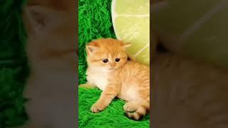 Рыжий котёнок очень хорошенький