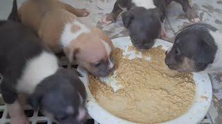 3 weeks old AMERICAN BULLY puppies first time eating dog food.....