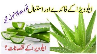 Aloe Vera ke Fayde,Istemal aur Nuksan || Benefits of Aloe Vera کنوارگندل کے فائدے اور استعمال