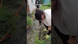 #funny #дача #обзордачи #огород #садоводничество #сад #огороднаподоконнике #garden #цветы