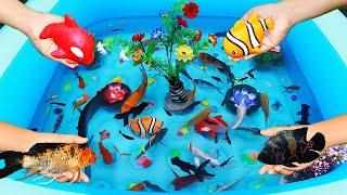 World most beautiful fishes || Parrot shivram fish Gold fish Tiger Barb fsih Japanese Koi Fish