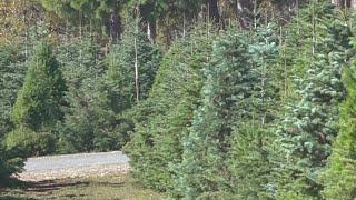 Family-Run Christmas Tree Farm Keeps Tradition Alive Through Drought And Fire