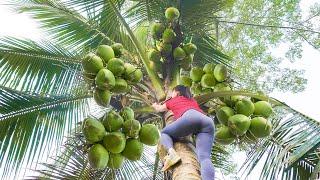 Harvesting Coconut Goes To Market Sell - Take Care Ducks And Chickens | Phuong Free Bushcraft