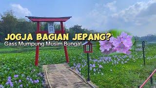 Mumpung Lagi Bagus Bagusnya! Jogja Rasa Jepang KALINAMPU NATURAL PARK