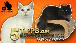 5 Tipps zur Katzenerziehung | Katzenverhalten verstehen | Katze erziehen