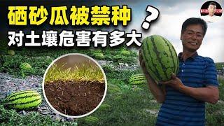 “戈壁西瓜”——硒砂瓜被局部禁种？它对土壤的危害有多大？【科普启示录】