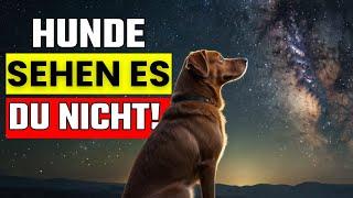 10 Unglaubliche Dinge, die dein Hund sehen und hören kann – und du nicht!