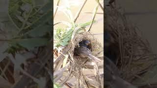 Female Bird Feeding  #birdwatching #nature #birdparents #birdspotting #birdslover #birds #birdwatch