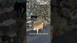 집 지키는 진돗개와 말 안 듣는 시바견 #dogs