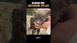 떠내려갈 뻔한  새끼고양이를 구한 남자
