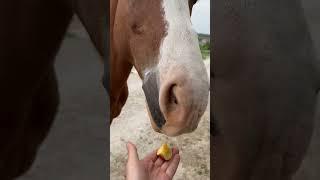  ЖИВОТНОЕ РАСКРЫВАЕТ СЕРДЦЕ ЧЕЛОВЕКА #психология