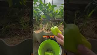 Как вырастить большие и мясистые перцы #секреты #сад #дача #огород #перцы