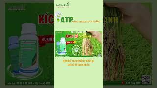 NÊN BỔ SUNG DƯỠNG CHẤT GÌ ĐỂ BỘ LÁ XANH KHỎE | An Thịnh Phát