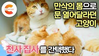 어느날 베란다 앞으로 찾아온 고양이, 좋은 사람을 한 눈에 알아봤다ㅣ"몸 힘든 건 그때 뿐이예요" 만삭 고양이의 간택을 받고 여섯 마리 냥이 가족을 보살피는 천사같은 부부ㅣ#고부해