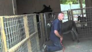 Appalachian Farmstead's Miniature Donkeys