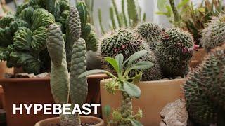 How to Pick & Care for Houseplants with Hot Cactus, The Sill, & Rooted NYC | HYPEBEAST How To