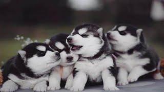 Adorable Husky Puppies Playing video-4k Nature (Ultra HD) | Nature's Sweet Tales