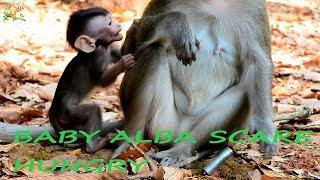 BABY MONKEY SCARE , BABY ALA HUNGRY MILK REQUEST MOM ANNA BUT MOM REJECT MILK MANY TIME |