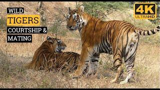 RARE FOOTAGE OF COURTING AND MATING TIGERS|RANTHAMBORE|TIGER VIDEOS|WILDOPEDIA VIDEOS