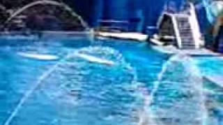 Shamu show