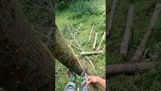 Spar work reset #arborist #letitrun #treelife