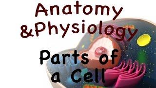 Cell Biology For Anatomy and Physiology : Parts of a Cell (03:03)