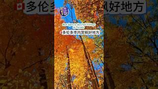 多倫多市內賞楓好地方  Best Spots to See Fall Foliage in Toronto   #多伦多吃喝玩乐 #多倫多