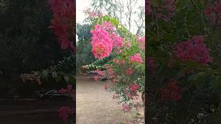 bougainvillea big #plants #amazing #beautiful #garden #flowers #shorts #viralshorts #shortvideo