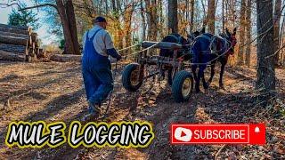 MODERN day MULE LOGGING operation‼️️‼️ #173