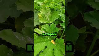 Средство от мучинистой росы на огурцах #сад #огород #дача #рассада #урожай #огурцы
