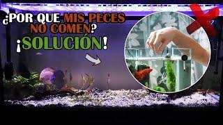 Why are my fish not eating and how to fix it? | AcuariosLP