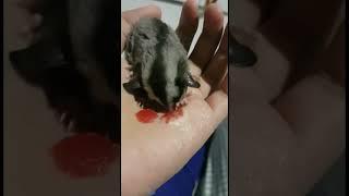 sugar glider eating | feeding sugar glider #shorts #shorts #shortvideo #animallover