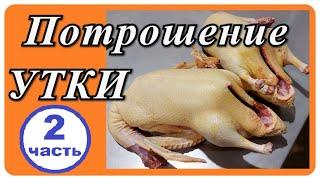 ПОТРОШЕНИЕ УТКИ МУЛАРД. ВЕС ТУШКИ И ПОТРОШКОВ - 2 часть