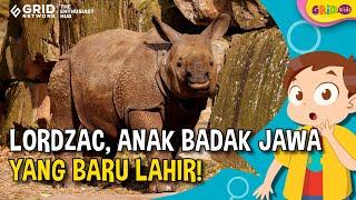 2 Anak Badak Jawa Lahir di Taman Nasional Ujung Kulon