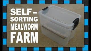 How to build a mealworm farm!